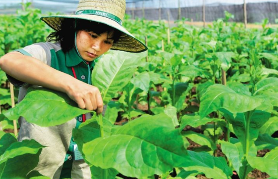 煙葉種植技術有什么技巧 最全的煙葉種植過程24節氣歌